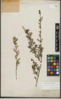 Foto von Salix purpurea L. x Salix repens L.